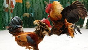 Panduan Bermain Judi Sabung Ayam Online